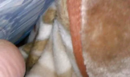 CEKO gudang video bokep xxx SEPASANG IVETA PENGGEMAR DAN ADAM